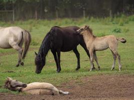 sauvage les chevaux et poulains dans Allemagne photo