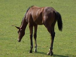 les chevaux sur une champ dans Allemagne photo