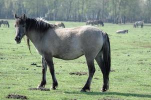 les chevaux à printemps temps dans Allemagne photo