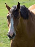 les chevaux sur une champ dans Allemagne photo