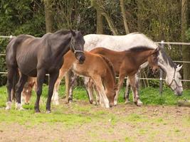 chevaux sur un pré allemand photo