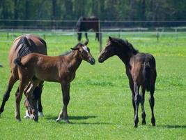 les chevaux dans Allemagne photo