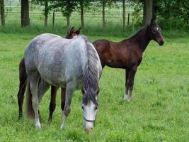 les chevaux à printemps temps dans Allemagne photo