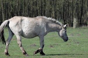 les chevaux à printemps temps dans Allemagne photo