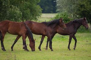 les chevaux dans Allemagne photo