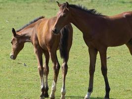 les chevaux sur une champ dans Allemagne photo