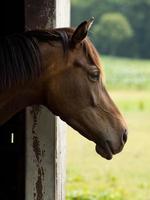 chevaux sur un pré allemand photo