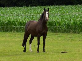 cheval et poulains photo