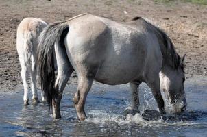 chevaux dans le muensterland allemand photo