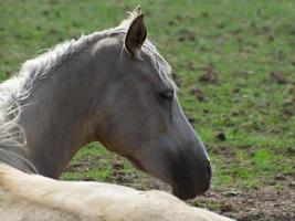 les chevaux à printemps temps dans Allemagne photo