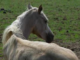 les chevaux à printemps temps dans Allemagne photo