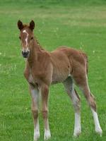 chevaux dans un pré en allemagne photo