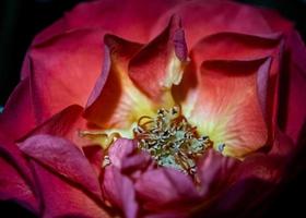 proche en haut rose fleur photographier photo