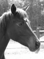 chevaux sur un pré allemand photo