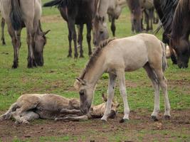 chevaux et poulains en allemagne photo