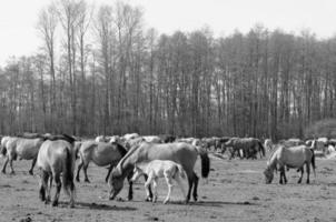 chevaux sur un pré allemand photo