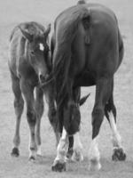 chevaux sur un pré allemand photo