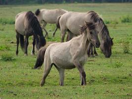 beaucoup les chevaux et poulains photo