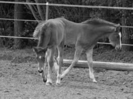 chevaux sur un pré allemand photo