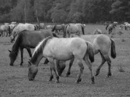 sauvage les chevaux sur une Prairie photo