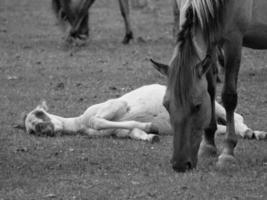 sauvage les chevaux sur une Prairie photo