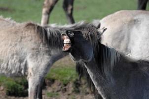 chevaux sur un pré allemand photo