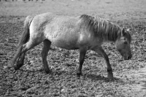 sauvage les chevaux sur une champ photo