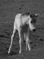 sauvage les chevaux sur une champ photo