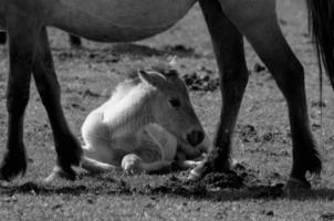 sauvage les chevaux sur une Prairie photo