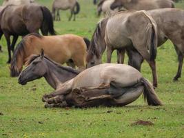 beaucoup les chevaux et poulains photo