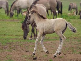 sauvage allemand les chevaux photo