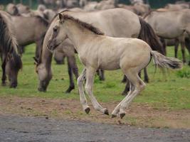 sauvage allemand les chevaux photo