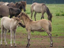 sauvage allemand les chevaux photo