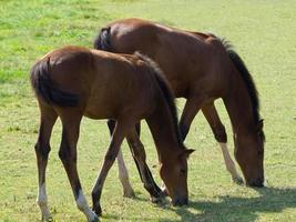 les chevaux sur une champ dans Allemagne photo