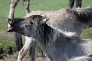 chevaux sur un pré allemand photo