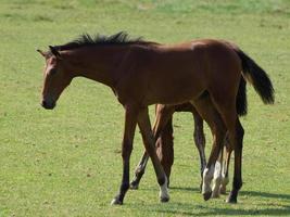 les chevaux sur une champ dans Allemagne photo