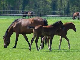 les chevaux dans Allemagne photo