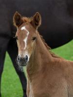 les chevaux dans Allemagne photo