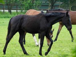 les chevaux dans Allemagne photo