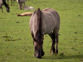 poulains et les chevaux dans Allemagne photo