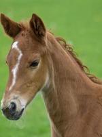 les chevaux dans Allemagne photo