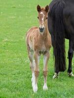 les chevaux dans Allemagne photo