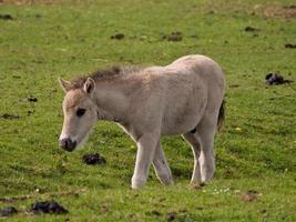 les chevaux dans le allemand westphalie photo