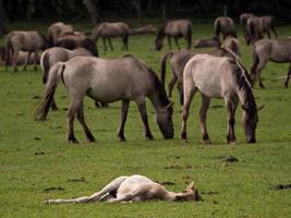 les chevaux dans le allemand westphalie photo