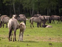 les chevaux dans le allemand westphalie photo