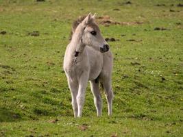 les chevaux dans le allemand westphalie photo