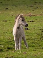 les chevaux dans le allemand westphalie photo