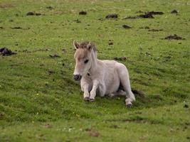 les chevaux dans le allemand westphalie photo