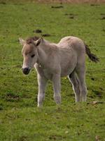 les chevaux dans le allemand westphalie photo