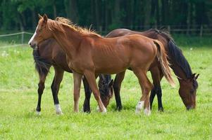 les chevaux n Allemagne photo